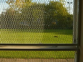 powder coated window guards
